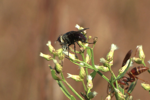 Archytas metallicus