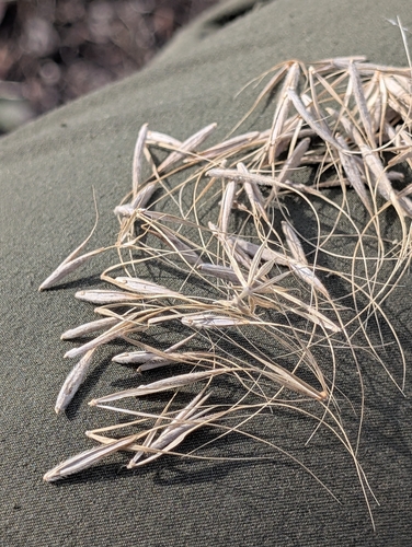 Elymus canadensis observed 2026-10-25