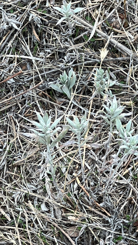 Silver Wormwood