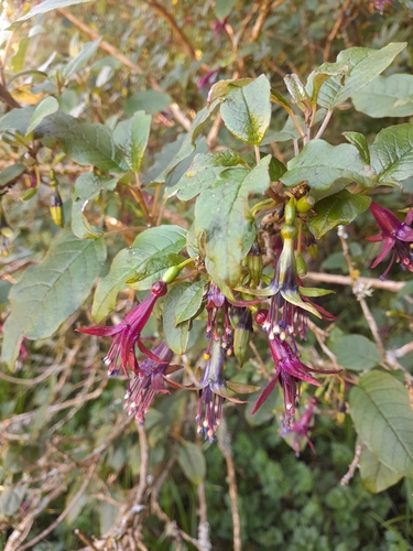 Fuchsia excorticata observed 2026-10-25