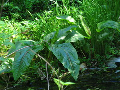 Rumex hydrolapathum