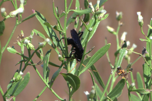 Elegant Tarantula-hawk Wasp