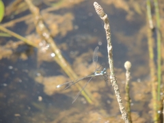 Lestes vigilax