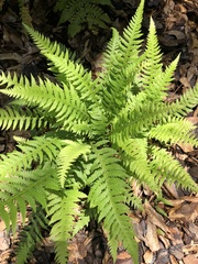 Phegopteris