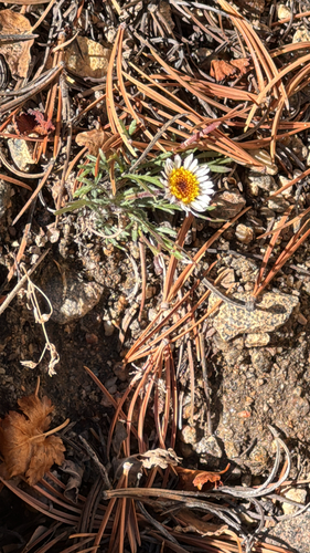 Erigeron compositus observed 2026-10-16