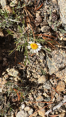 Erigeron compositus observed 2026-10-16