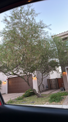 desert willow