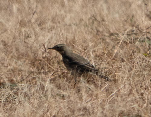 American Pipit
