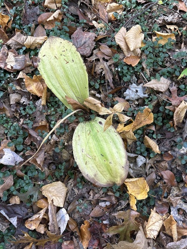 Cypripedium acaule, 2026-10-24