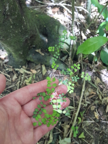 Sophora microphylla observed 2026-10-25