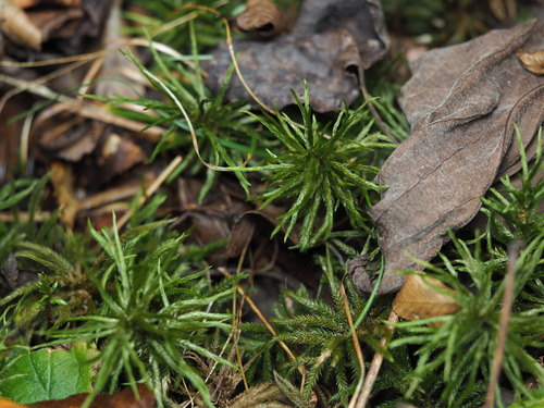 Climacium americanum observed 2026-10-25