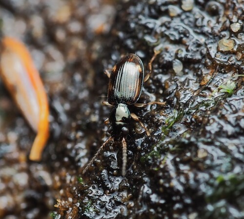 Bembidion affine