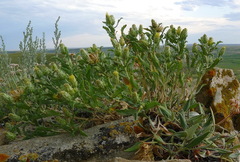 Xanthisma grindelioides