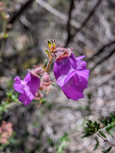 Prostanthera denticulata observed 2026-10-26