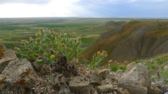 Xanthisma grindelioides