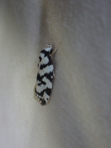 Lichenaula calligrapha
