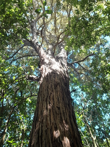 Podocarpus totara observed 2026-10-25