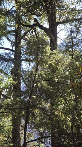 Tsuga dumosa observed 2026-10-21