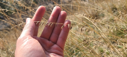Sideoats Grama