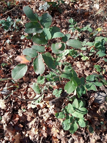 Mahonia repens, 2026-10-25
