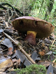Butyriboletus loyo