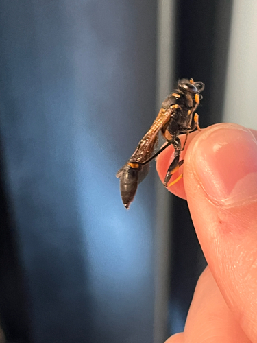 Yellow-legged Mud-dauber Wasp