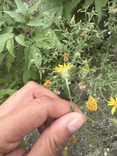 Sideranthus scabrellus