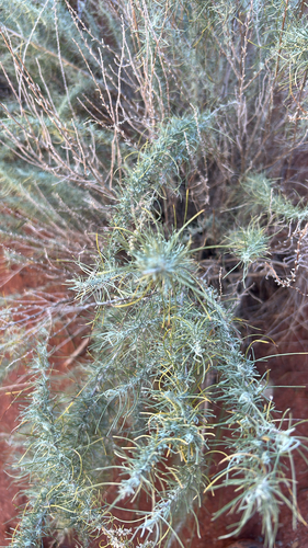 Artemisia filifolia, 2026-10-25