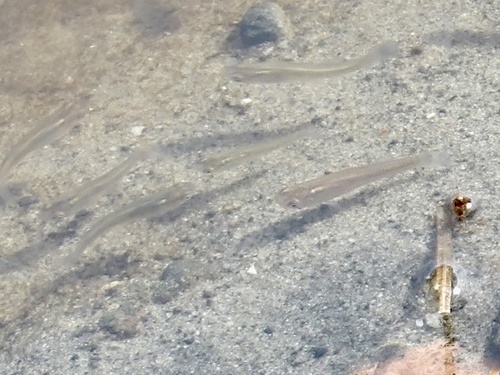 Western Mosquitofish