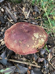 Butyriboletus loyo