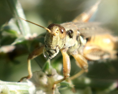 Lakin Grasshopper