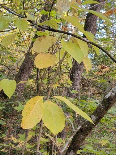 Chionanthus observed 2026-10-25