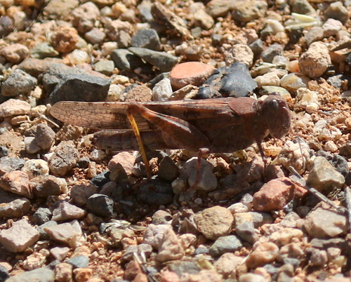 Pallid-winged Grasshopper