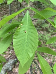 Phylloxera caryaeglobuli