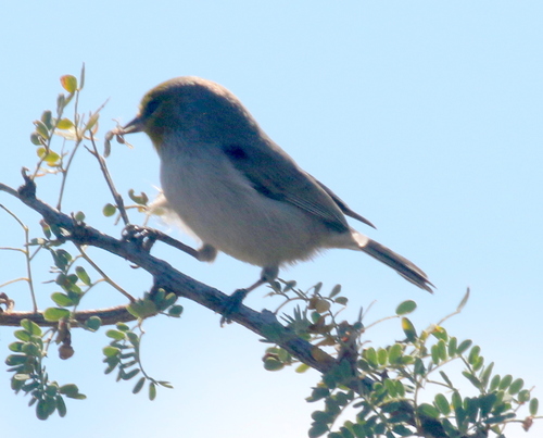 Verdin