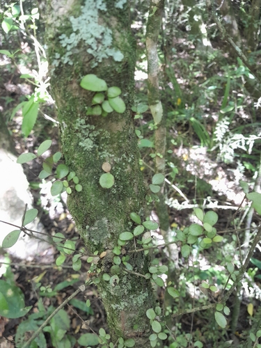 Neomyrtus pedunculata observed 2026-10-25