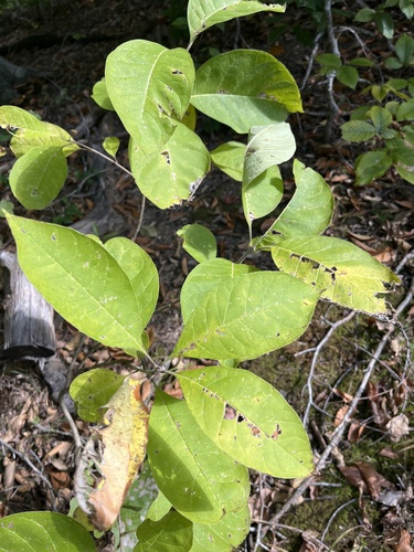 Chionanthus observed 2026-10-24