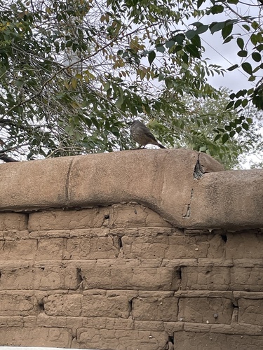 Curve-billed Thrasher