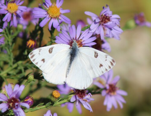 Checkered White