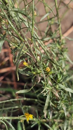 Gutierrezia sarothrae observed 2026-10-25