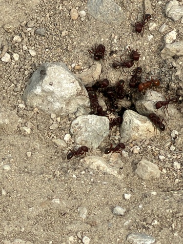 Red Harvester Ant