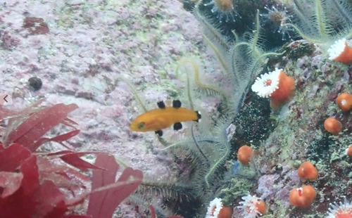 Bodianus observed 2026-10-25