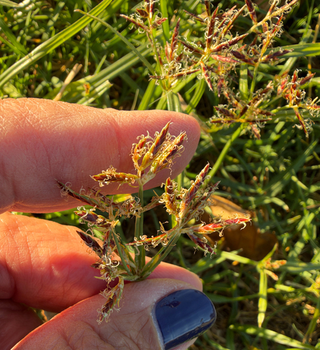 Cyperus rotundus observed 2026-10-24