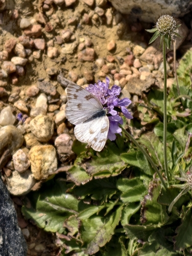 Checkered White