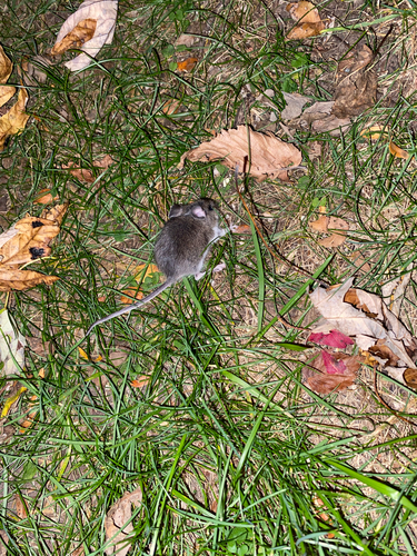 Eastern Deer Mouse