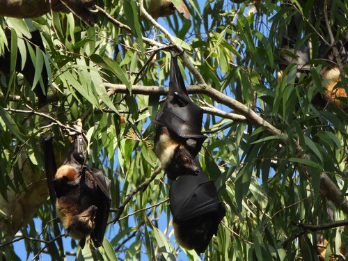Pteropus conspicillatus observed 2026-10-26