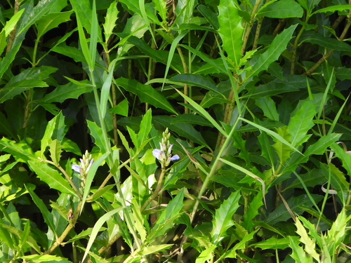 Acanthus observed 2026-10-26