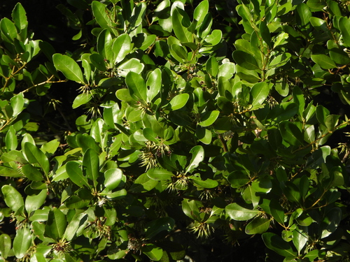 Aegiceras corniculatum observed 2026-10-26