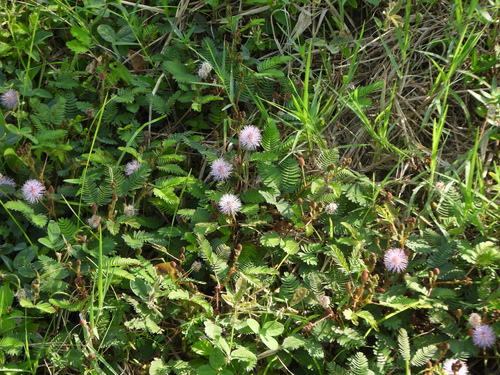 Mimosa pudica observed 2026-10-26