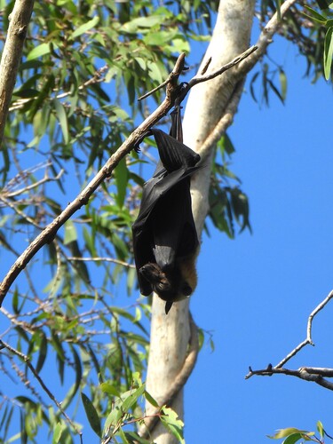 Pteropus conspicillatus observed 2026-10-26